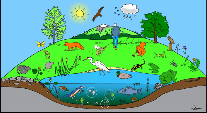 Cycle De Vie Animaux Etres Vivants Page De Garde Dessin Les interactions entre les êtres vivants – Activités d'apprentissage